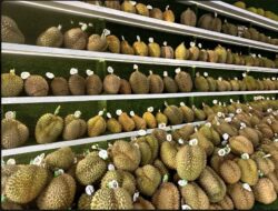Maraknya Penyulundupan Durian Ilegal dari Malaysia Melalui Batam