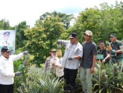 Pengusutan Kasus Dugaan Korupsi Pengadaan Bibit Nanas Rp 60 Miliar di Sulawesi Selatan