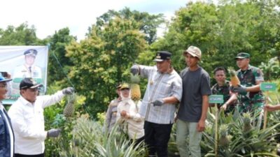 Pengusutan Kasus Dugaan Korupsi Pengadaan Bibit Nanas Rp 60 Miliar di Sulawesi Selatan