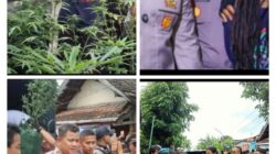 Oke, Simak Kisah Petani Ganja di Jombang