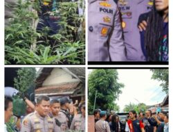 Oke, Simak Kisah Petani Ganja di Jombang