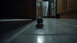 Tikus Berkeliaran di Rumah? Terapkan Strategi Berlapis agar Hilang dan Tidak Kembali