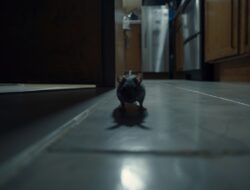 Tikus Berkeliaran di Rumah? Terapkan Strategi Berlapis agar Hilang dan Tidak Kembali