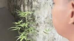 Pemuda Solo Ditangkap Usai Menanam Ganja di Rumah, Polisi Selidiki Sumber Bibit
