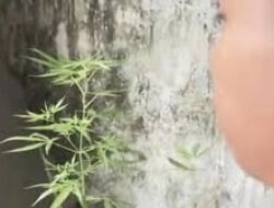 Pemuda Solo Ditangkap Usai Menanam Ganja di Rumah, Polisi Selidiki Sumber Bibit